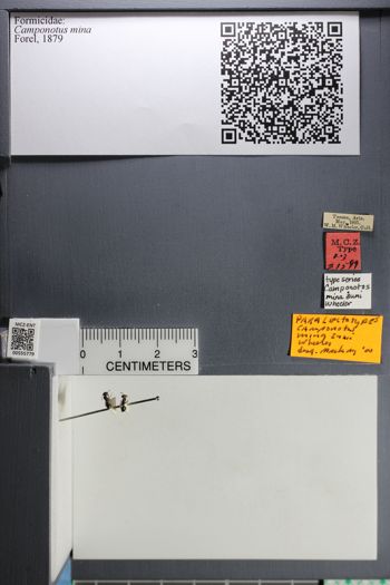 Media type: image;   Entomology 555779